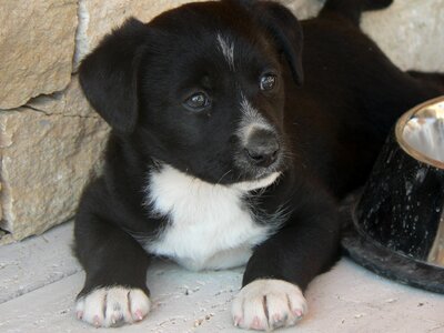 Puppy pets dog