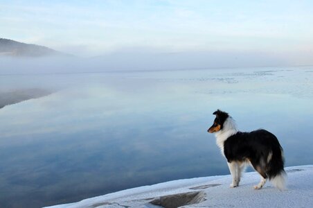 Arctic dog photo