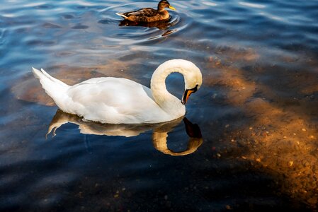 Nature animal world bird photo