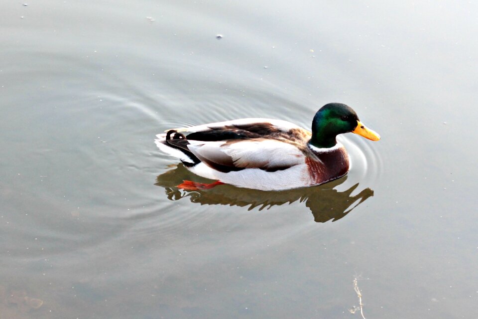 Ducks animal water birds