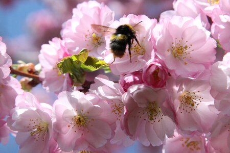 Japanese cherry trees collect bee in the approach