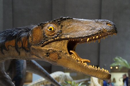 Exhibit replica natural history museum