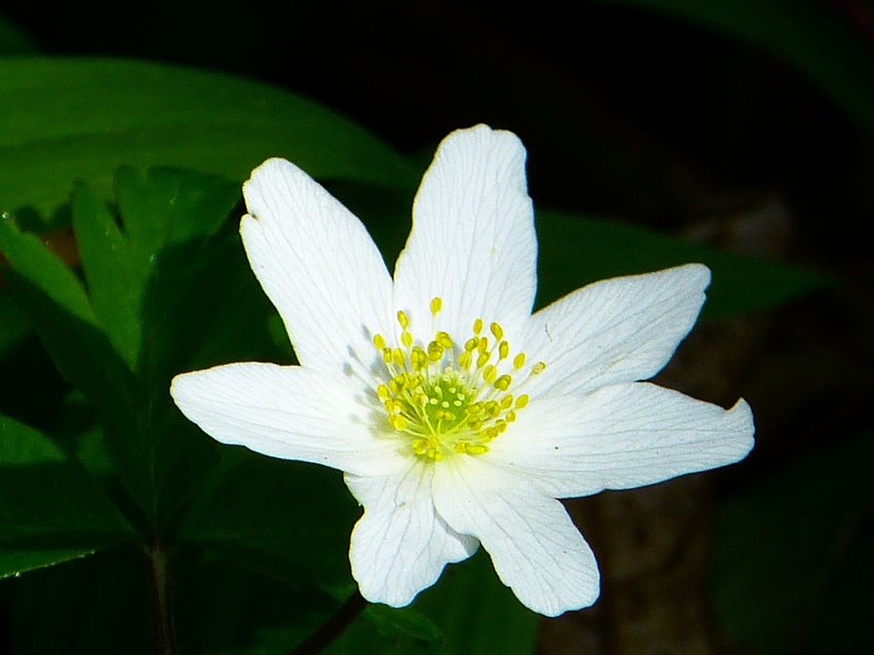 Blossom bloom white