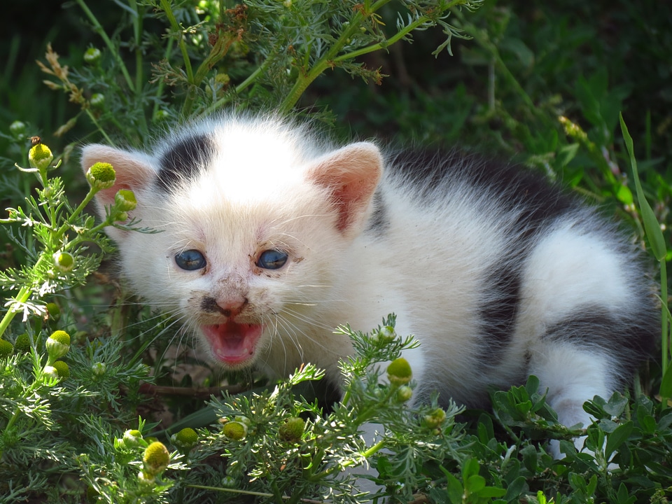 Pet young baby photo