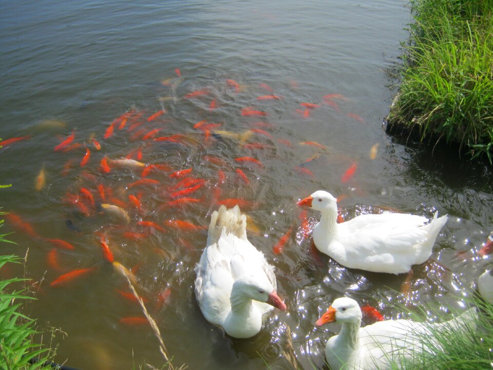 Fish summer orange