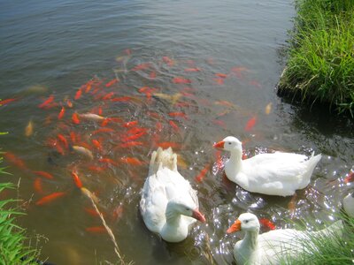 Fish summer orange photo