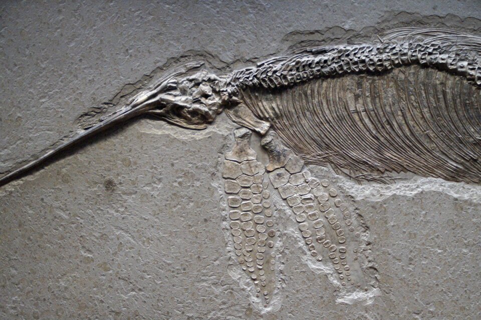 Fossil petrification prehistoric times