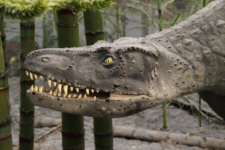 Predator aggressive museum