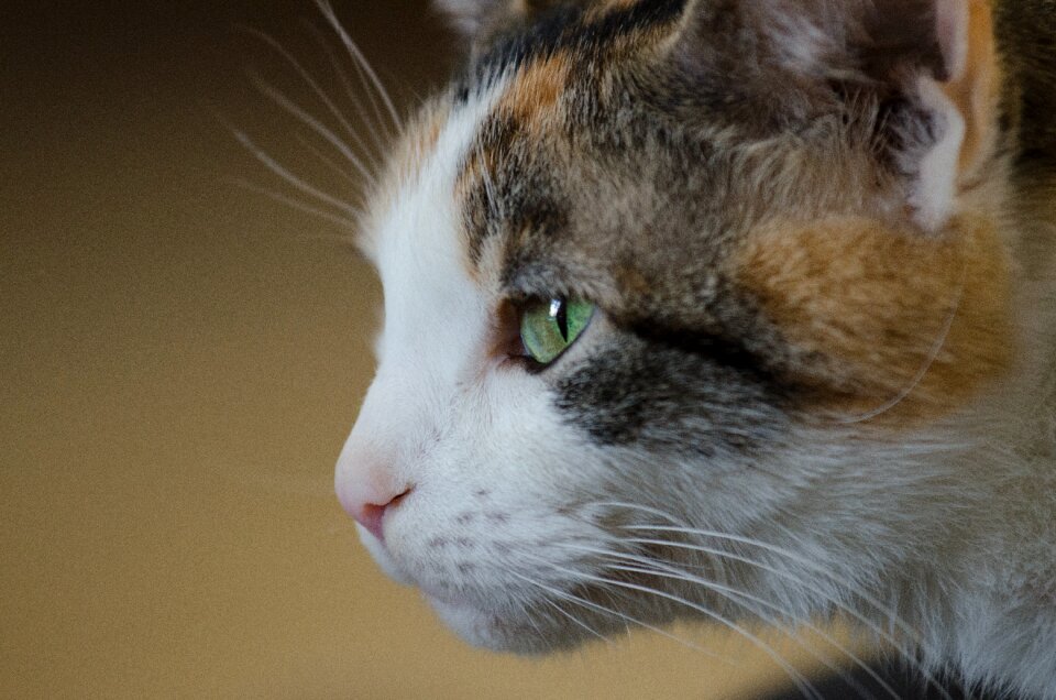 Calico pet photo