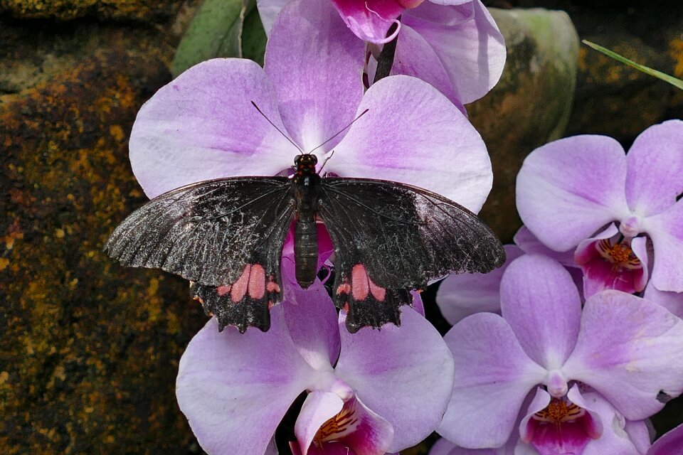 Nature spring garden photo