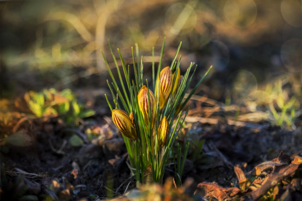 Flowers blooming gentle