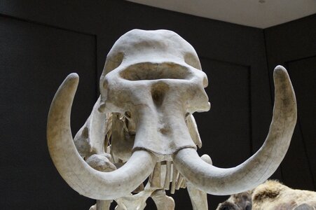 Tusks mammal tusk