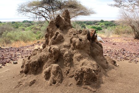 Karater ngorongoro africa termites
