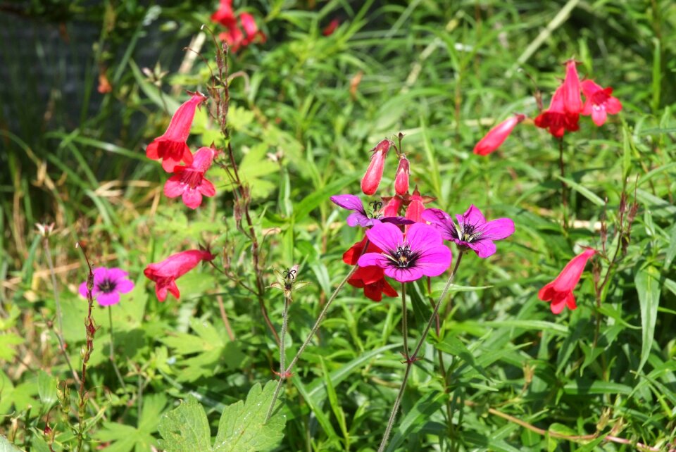 Purple wild geraniums green devil