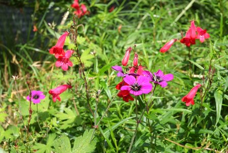 Purple wild geraniums green devil