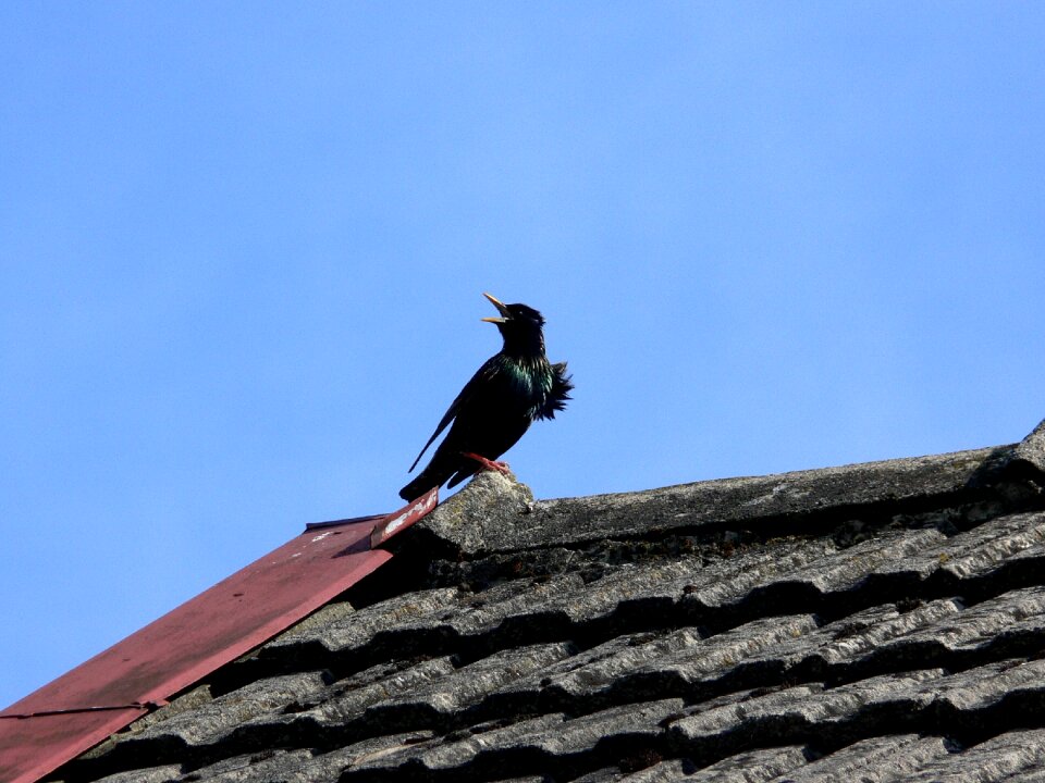 Wildlife black bird