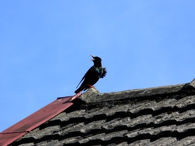 Wildlife black bird