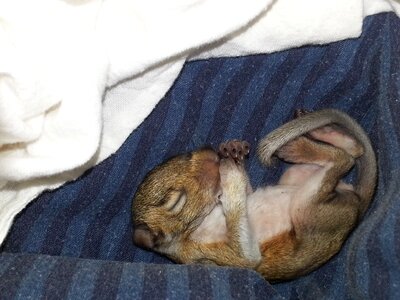 Squirrel wildlife