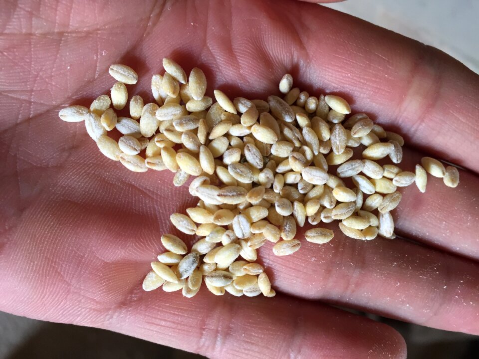 Seeds agriculture hand