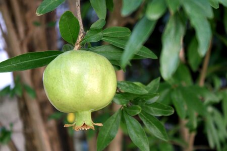 Nutrition vitamins southern fruits