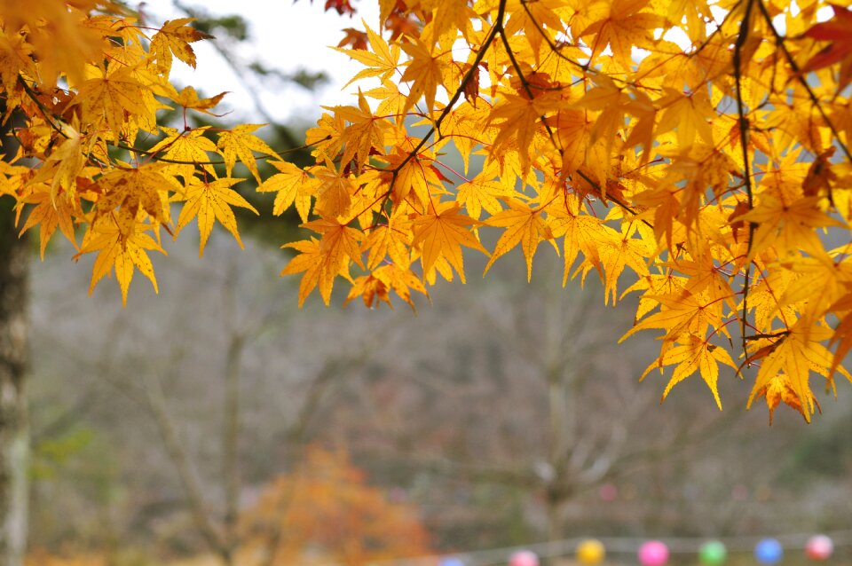 Autumn leaves yellow leaves autumn photo