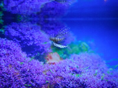 Red lionfish aquarium fish photo