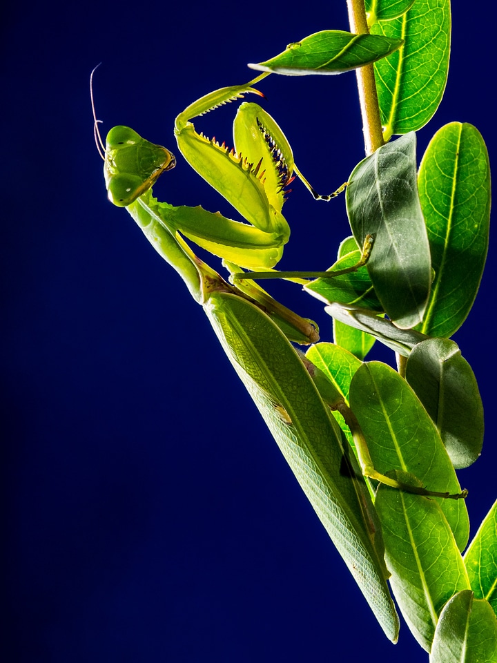 Mantis religiosa green close up
