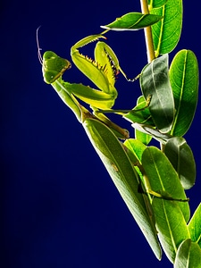 Mantis religiosa green close up photo