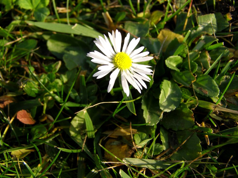 Nature spring meadow