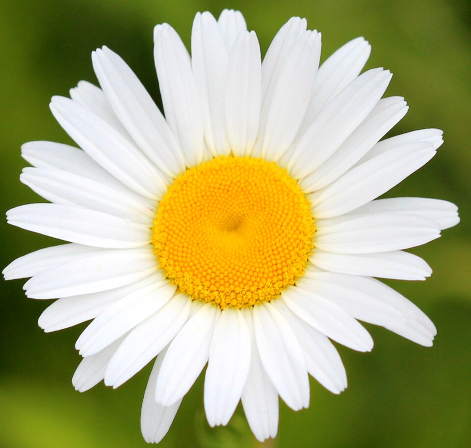 Nature white fresh
