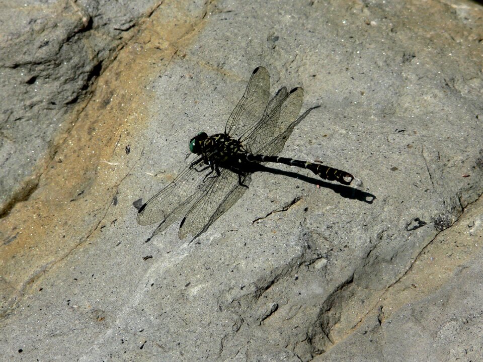 Fly nature amazing