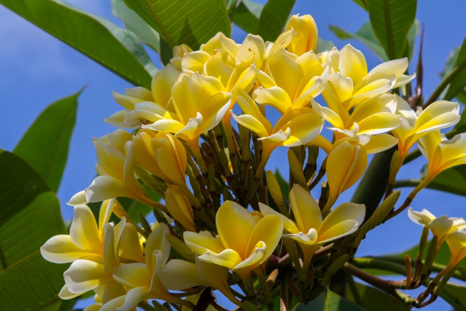 Flowers nature yellow