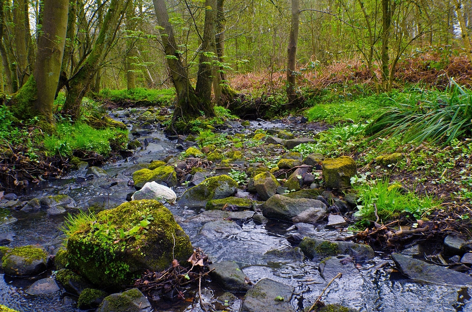 Forest landscape woods