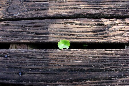 Small leaf macro branch