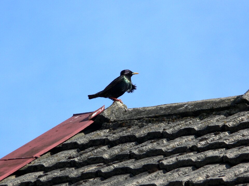Wildlife black bird