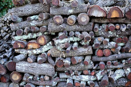 Sawn tree firewood