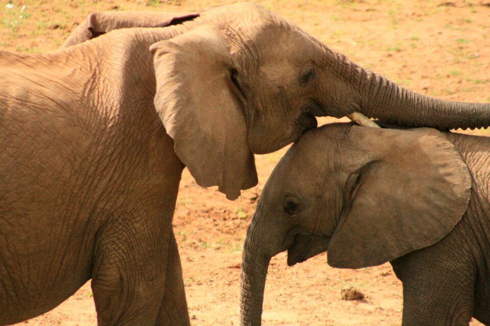 Safari nature mammal