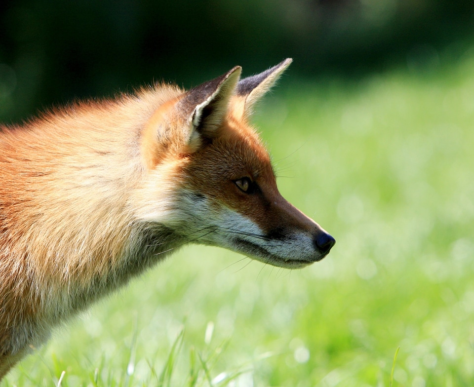 Animal wild wildlife