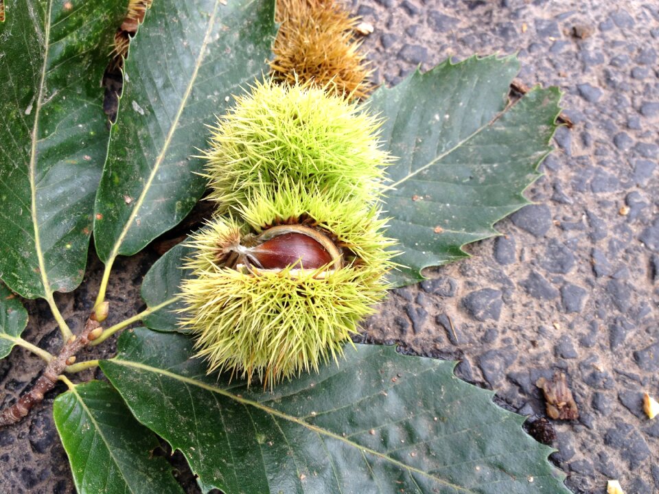Chestnut road autumn
