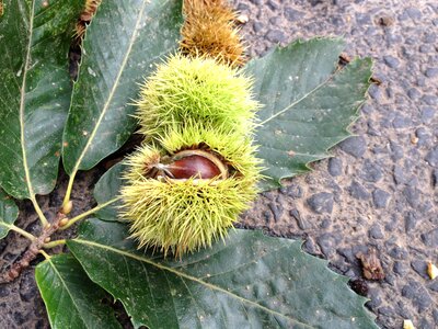 Chestnut road autumn