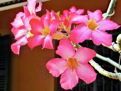 Frangipani pink light