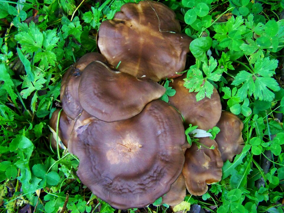 Brown mushroom mushroom group nature