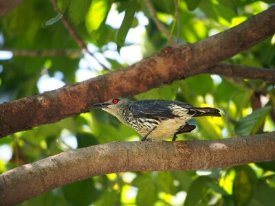 Asia-hui starling fauna aplonis panayensis