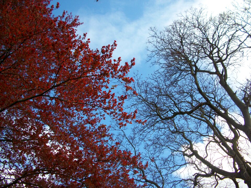 Autumn fall forest