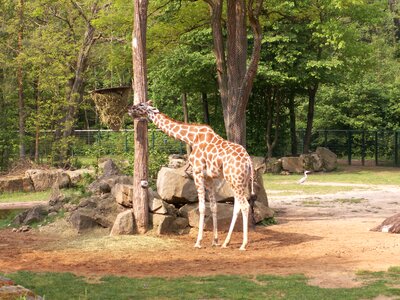Giraffe zoo nuremberg