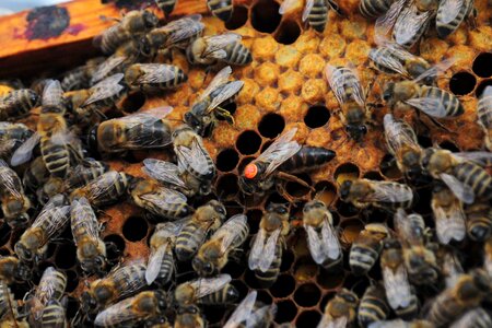 Honey production queen beehive photo