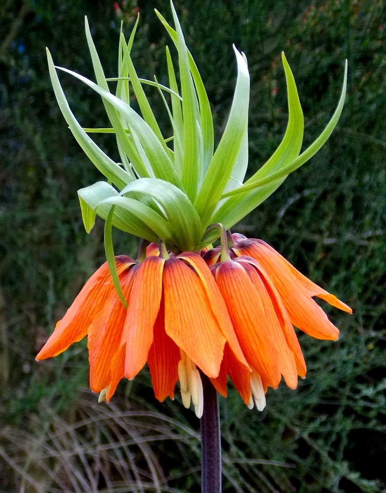 Plant flora ornamental plant