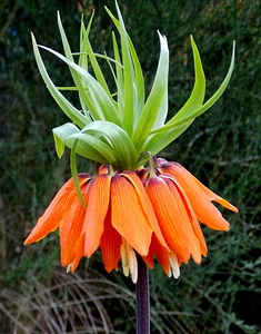 Plant flora ornamental plant