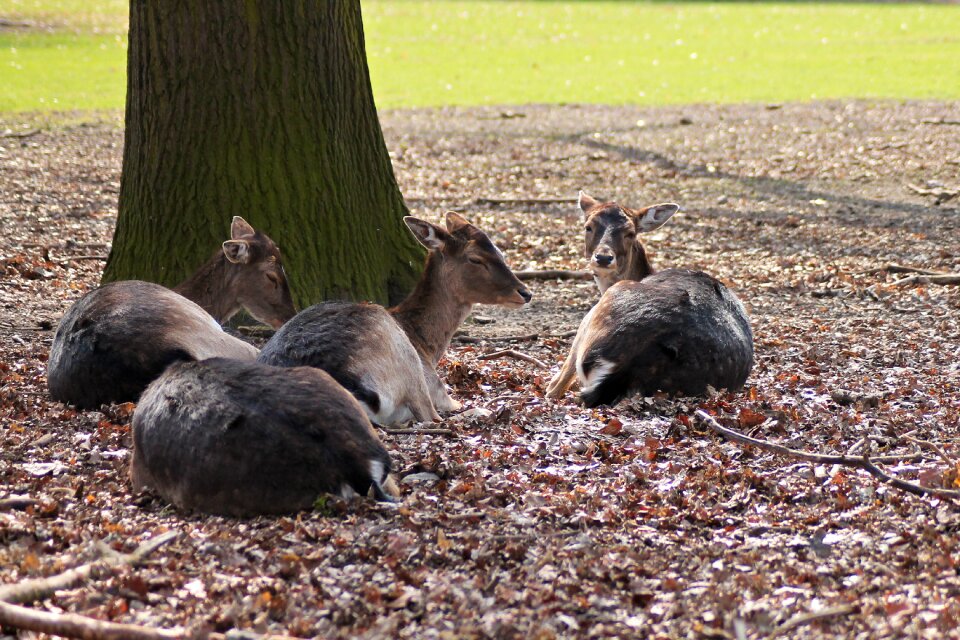Forest nature fallow deer