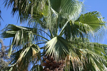Greece palm trees wind photo